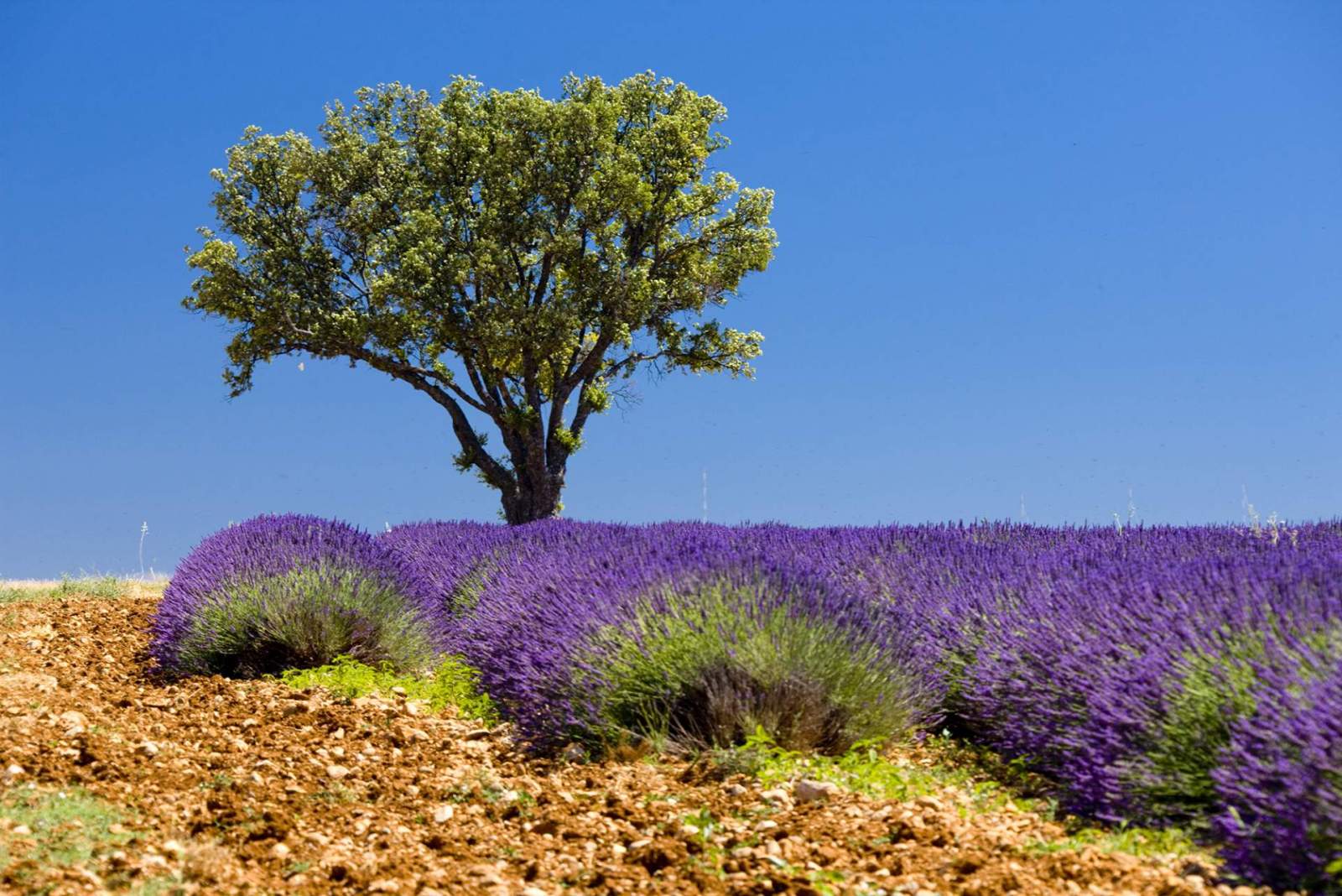 The Provence And Its Lavender Fields