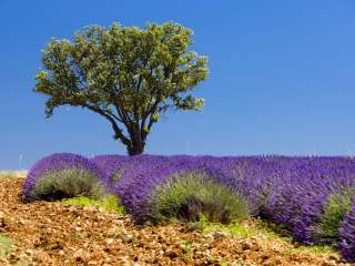 lavande provence